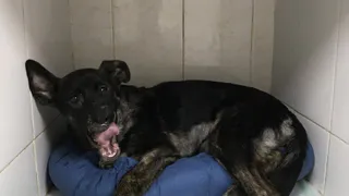 Щенок похороненный заживо выжил и нашел новую семью