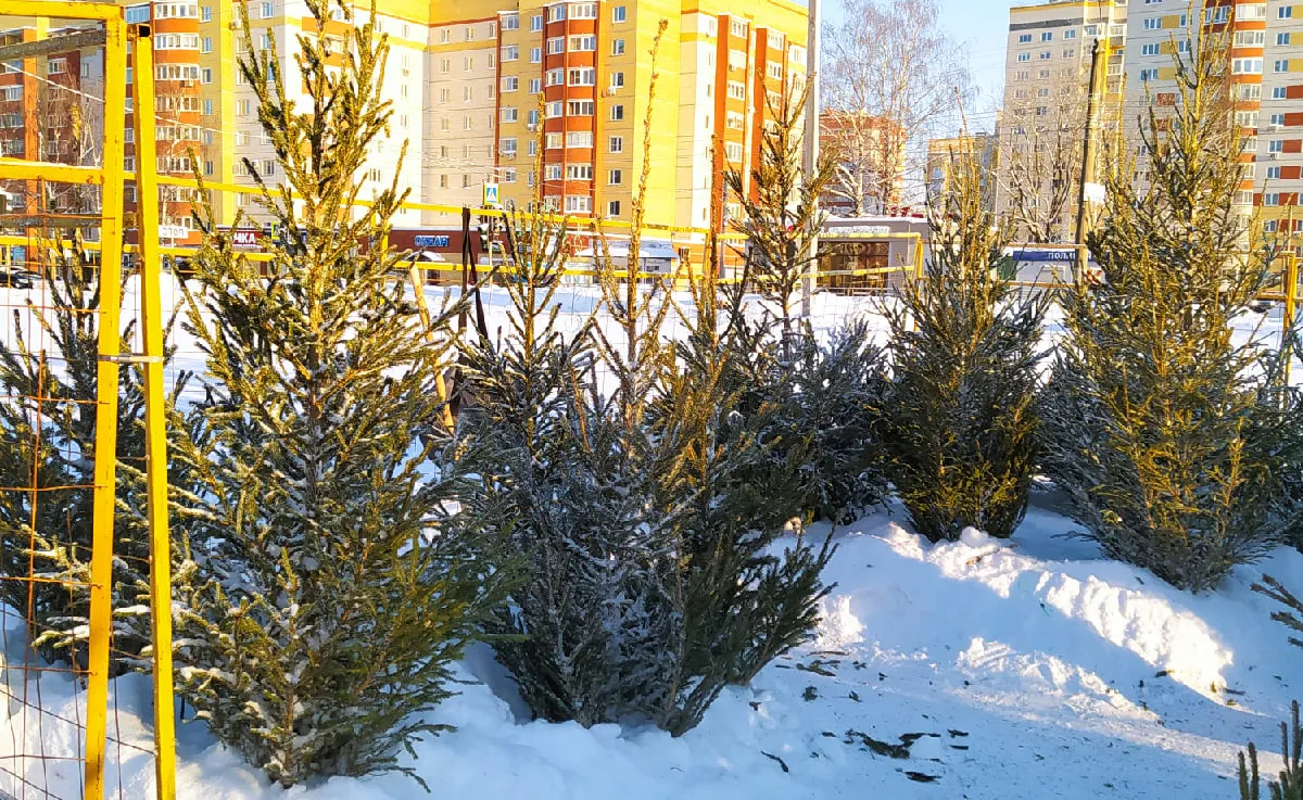 Две тысячи живых елей: Татарстан готовится к новогодним праздникам