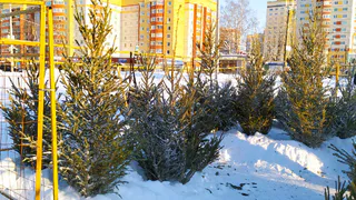Две тысячи живых елей: Татарстан готовится к новогодним праздникам