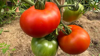 Срочно дайте соду томатам - богатый урожай ведрами будете вывозить тачками до самых заморозков