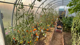 7 сортов томатов, которые накормят и вас, и всю улицу - собираем ведрами: 19 кг с "квадрата"