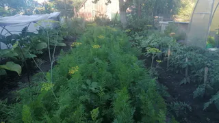 Сею морковь при помощи банки – никаких бед не знаю: старый бабушкин способ с советских времен