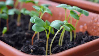 Чудо-подкормка для рассады: секреты от опытной огородницы