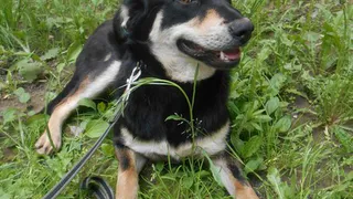 Дай лапку: Рыжуля, Бусина и Буран в поисках хозяев