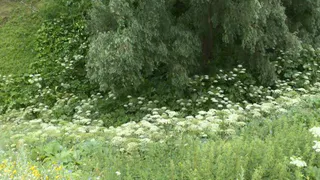 Уксус с солью: рязанские коммунальщики травят борщевик