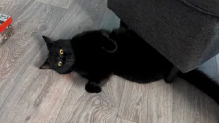 8 причин, почему кошки ласковы только на рассвете