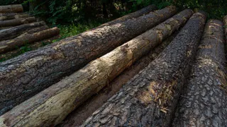 В Суздальском районе раскрыли нелегальную вырубку леса