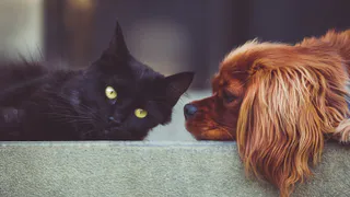 27 мая в рязанском Лесопарке пройдет выставка собак и кошек