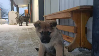 В Коми волонтеры борются за жизнь жестоко избитой собаки, найденной в мешке в поле