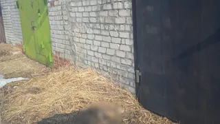 В Рязани неизвестные травят бездомных собак