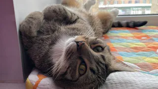 Житель Коми заплатит 100 тысяч рублей за убийство кота