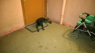 Щенка Питбуля подбросили в подъезд