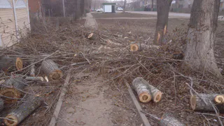 Тротуары в Рыбном завалены спиленными деревьями