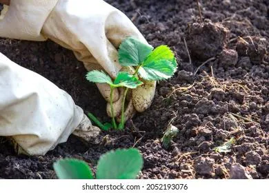 Что дачникам и огородникам нужно делать в марте