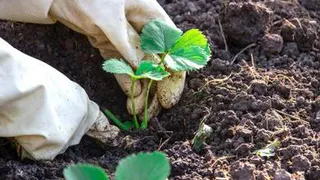 Что дачникам и огородникам нужно делать в марте