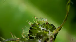 Замучила тля: 6 копеечных средств от этой заразы — советы от опытных дачников