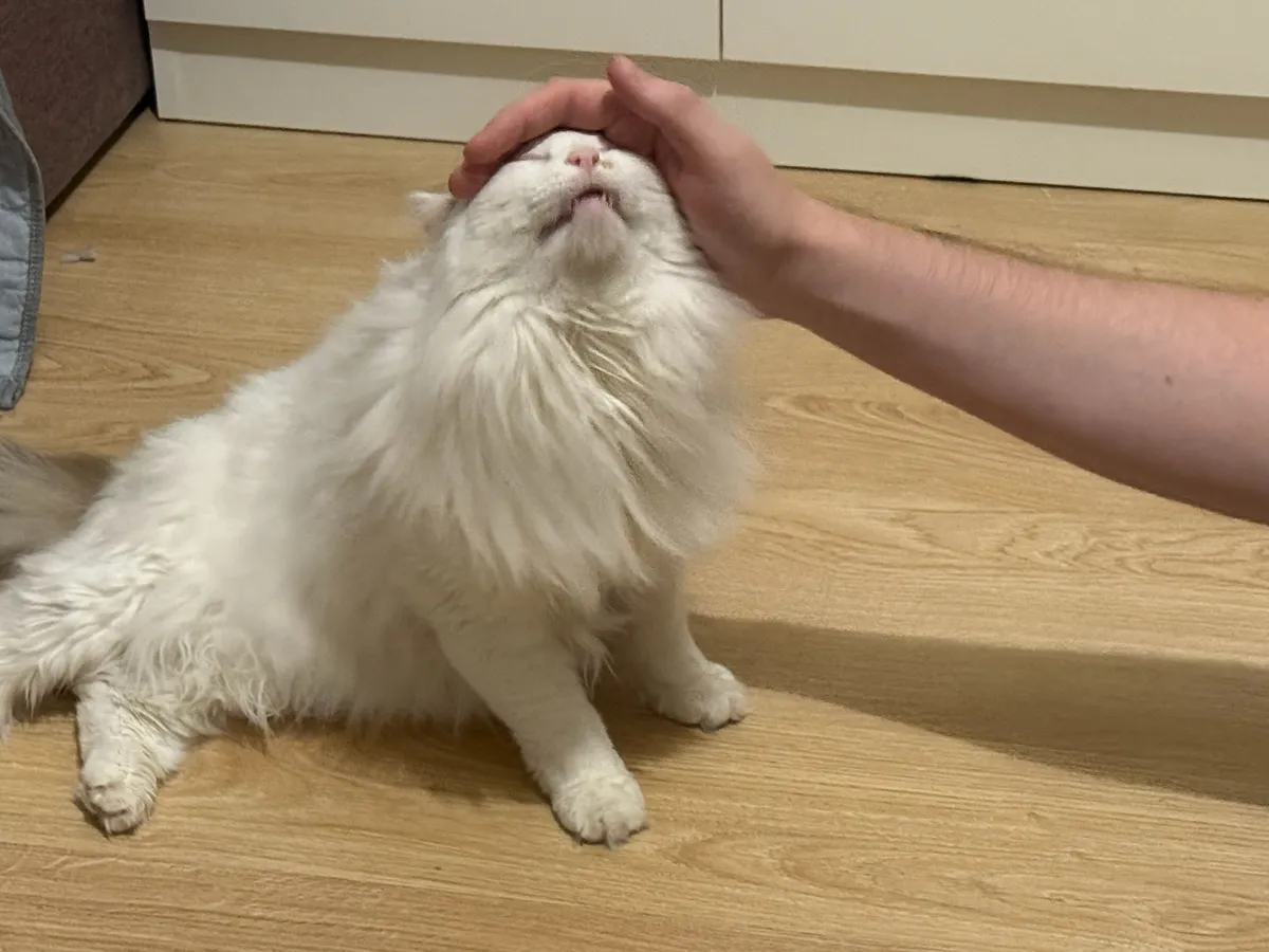 Скучают ли кошки, когда остаются дома без хозяев