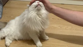 Скучают ли кошки, когда остаются дома без хозяев