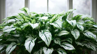 1 ложка на 1 литр — и спатифиллум как подменили: листья выросли размером с целое блюдце, цветоносы лезут без остановки