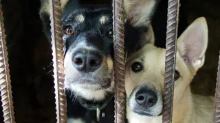 Сорокина пообещала: в Рязани сохранят приют для бездомных животных