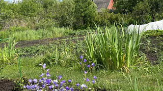 Это популярное у дачников растение теперь запрещено выращивать: строгое правило ввели для россиян с 20 июля
