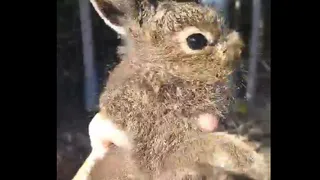В Меленковском районе заметили зайчат-листопадников