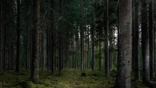 Во Владимирской области арендатора обязали восстановить лес после вырубки