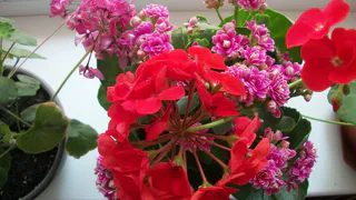 Добавьте всего одну крошку в горшок — и бутоны герани лезут даже на молодых черенках, а листва не пожелтеет