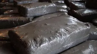 Экспорт шампиньонной грибницы из Удмуртии в 2026 году превысил 441 тонну