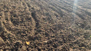 Посыпаю по первому снегу грядки дешевой крупой: весной почва мягкая как пух и готова плодородить