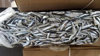 На Брянщине применили контрсанкции против эстонской кильки