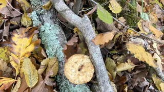 Бывший лесничий в Коми предстанет перед судом за крупную взятку