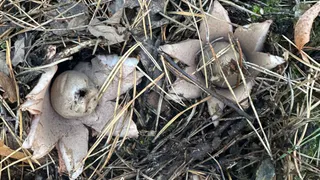 В Солотче снова обнаружили редкий гриб: звездовик сводчатый стал звездой соцсетей 