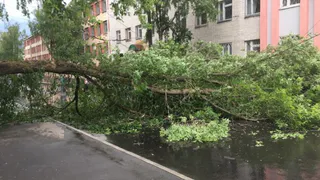 Возле строительного техникума в Брянске на дорогу рухнуло дерево
