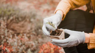 Лучше бархатцев: сажаем под яблоней 3 невысоких кустика — муравьи с тлей все лето обходят дерево за километр