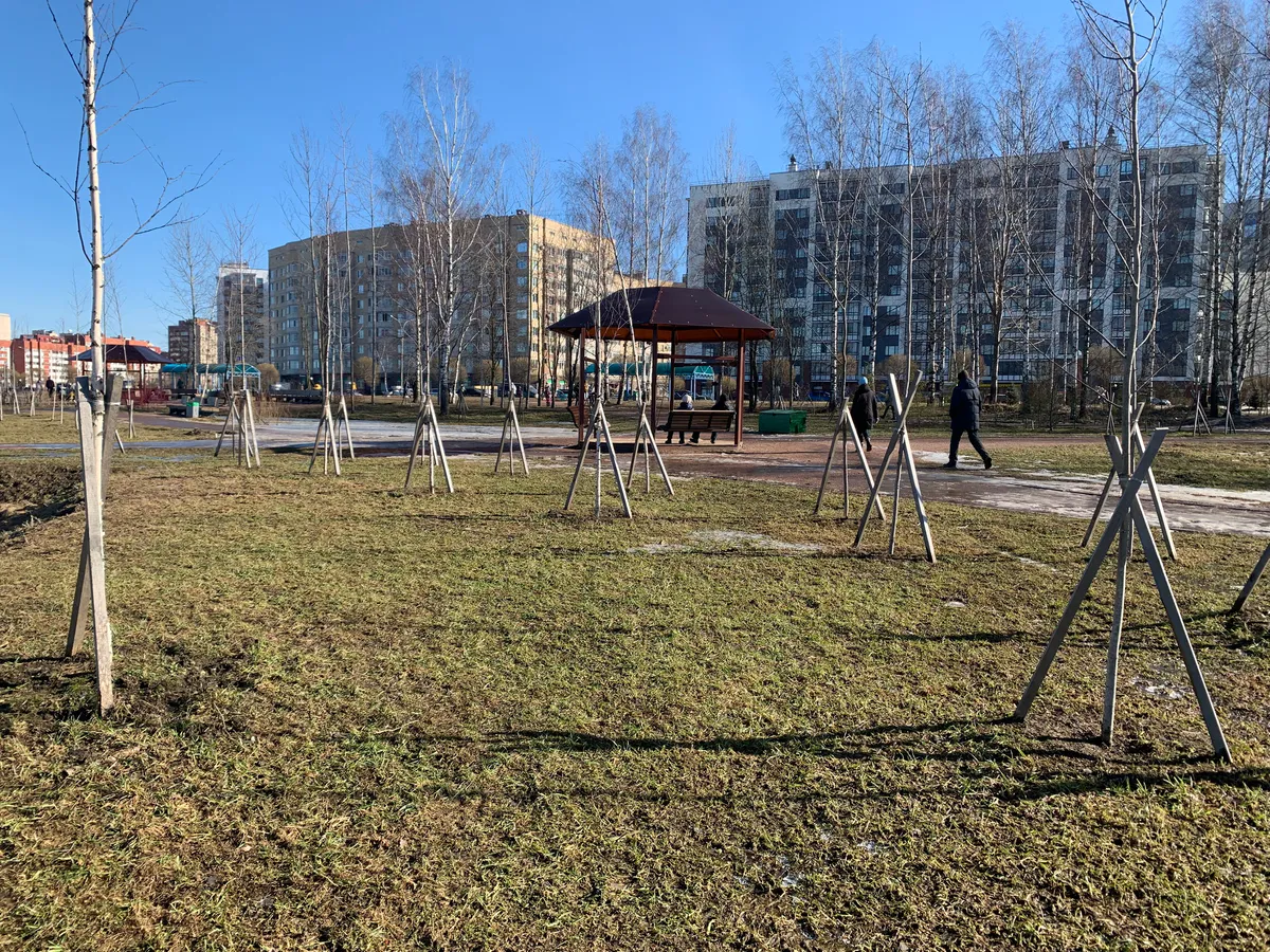 В Пензенской области в рамках акции «Сохраним лес» было высажено более 60 тыс. деревьев