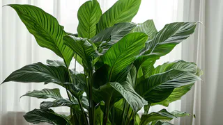 1 ложка на 1 литр — и спатифиллум как подменили: листья выросли размером с блюдце, цветоносы лезут без отдыха