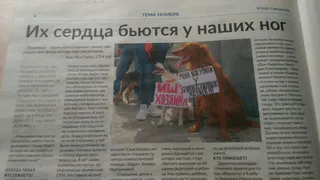 Читательница «Нижнекамской газеты»: «Спасибо, что поднимаете тему бездомных животных!»