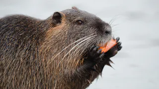 Пензенский бобёр-трудоголик попал в фотоловушку