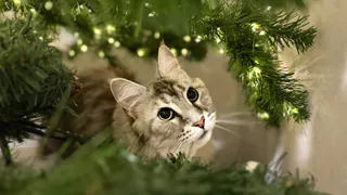 13 декабря в Рязани заработает «Почта Деда Мороза»