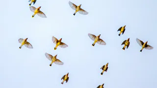 Рязанская область вошла в тройку регионов с певчими птицами