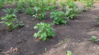 После 10 июля всегда закапываю тряпку на огороде — странный, но рабочий метод от французских фермеров