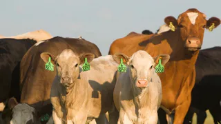 Молочное производство во Владимирской области: новые достижения и планы