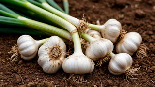 До 2 июня чесноку — непременно: 40 мл в воду — и головки вырастут размером с арбуз, крупными, ядреными и сочными