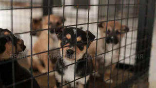 Брянские чиновники обсудили возможность усыпления агрессивных бездомных собак