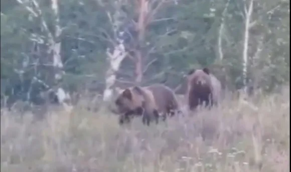 Магнитогорцы встретили медведей в лесу