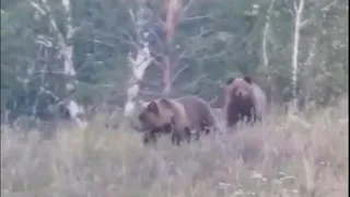 Магнитогорцы встретили медведей в лесу