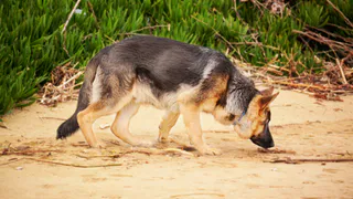 В Коми овчарка привела силовиков в квартиру, где прятался рецидивист
