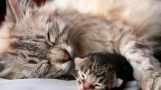 Нижнекамский пенсионер просит спасти котят