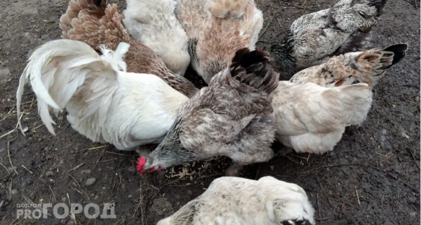 В Коми в 2-х партиях продукции птицефабрики "Зеленецкая" нашли птичий грипп
